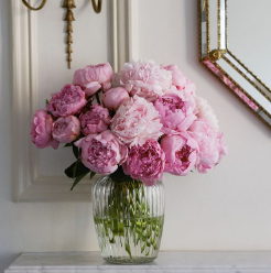 Summer Pink Peonies
