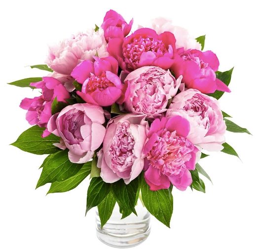 "Beautiful Peonies"