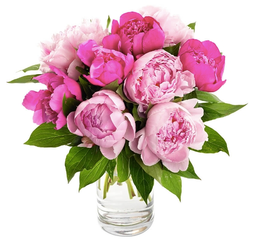 "Beautiful Peonies"