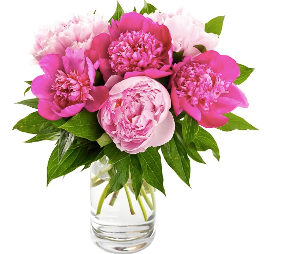 "Beautiful Peonies"