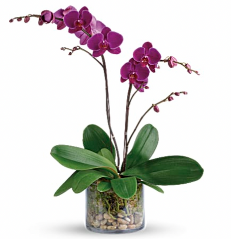 Mother's day Orchids