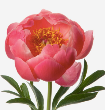 "Peony Bliss Mother's Day Bouquet"