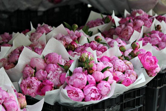 Peonies Bouques